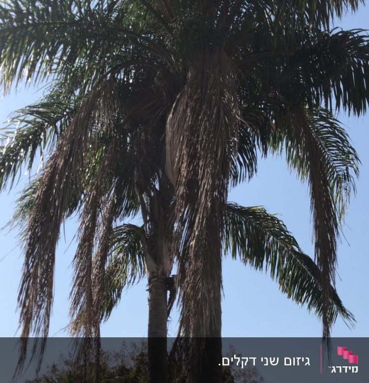 עץ דקל עם ענפים יבשים הזקוקים לגיזום